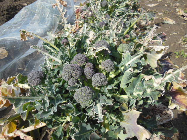 DSCN0057.JPG