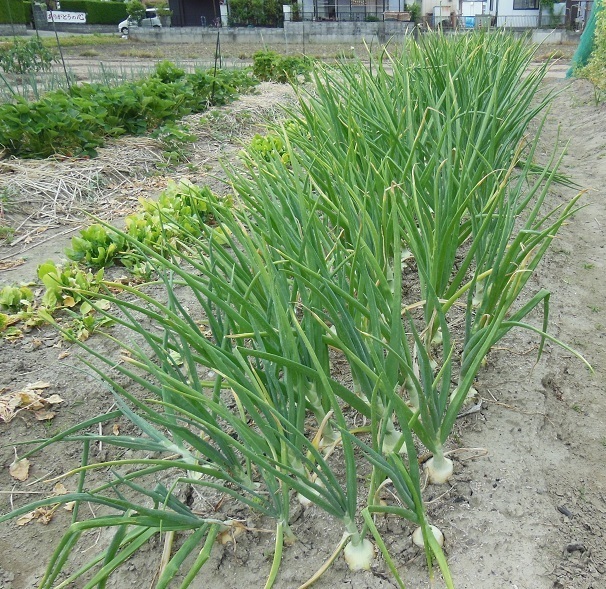 DSCN0150.JPG